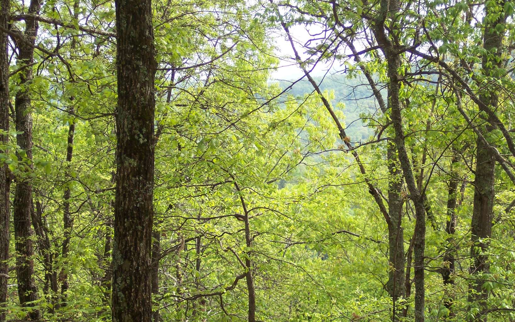 7 Thunder Road Hayesville, NC 28904 - Photo 6 of 9 a view of tree