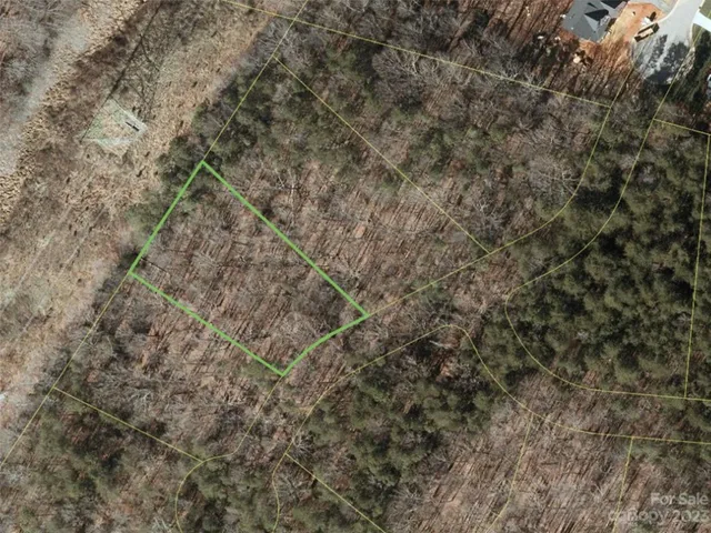 a close up of a tree