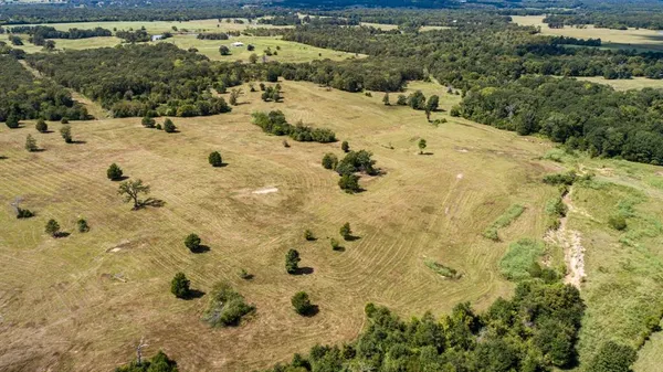 a view of a dry yard with lots of trees