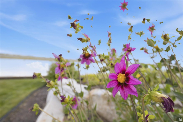 21 Pier Place Tooele, UT 84074 - Photo 112 of 112 Landscaped garden bed featuring vibrant purple flowering plants