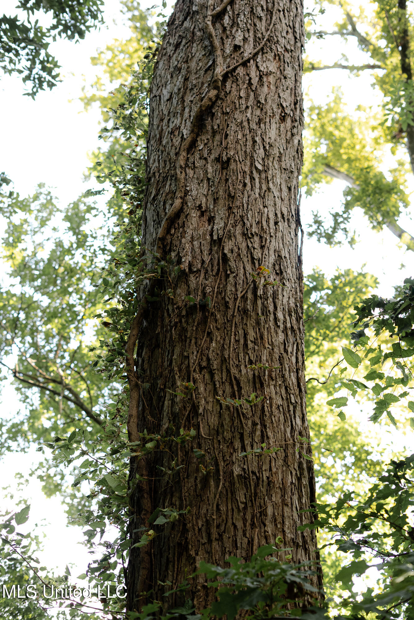 595 Laney Camp Road Vicksburg, MS 39183 - Photo 34 of 45 Tree