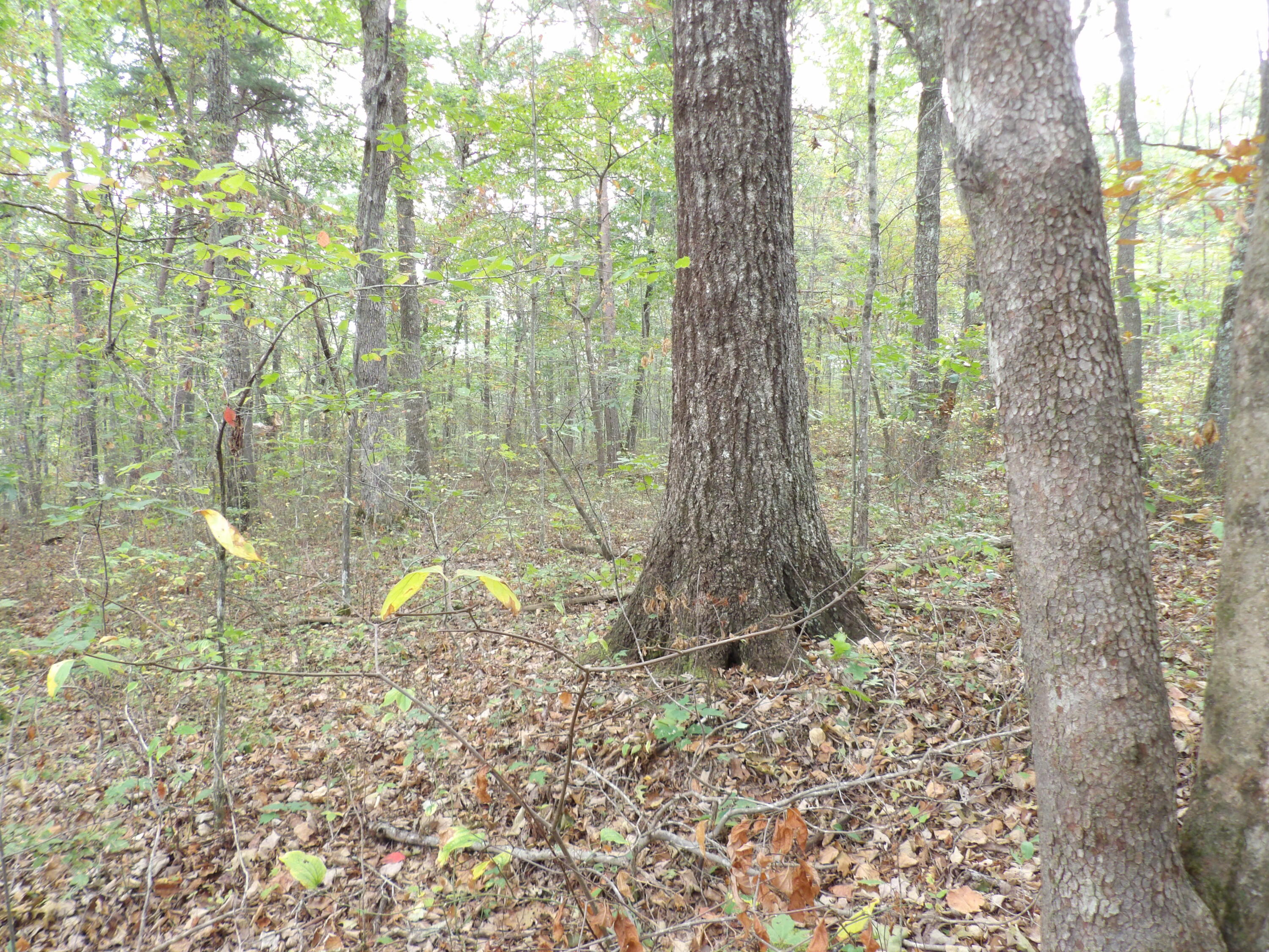 0 Deerhead Road, Unit 1 Dunlap, TN 37327 - Photo 13 of 29 100_0849