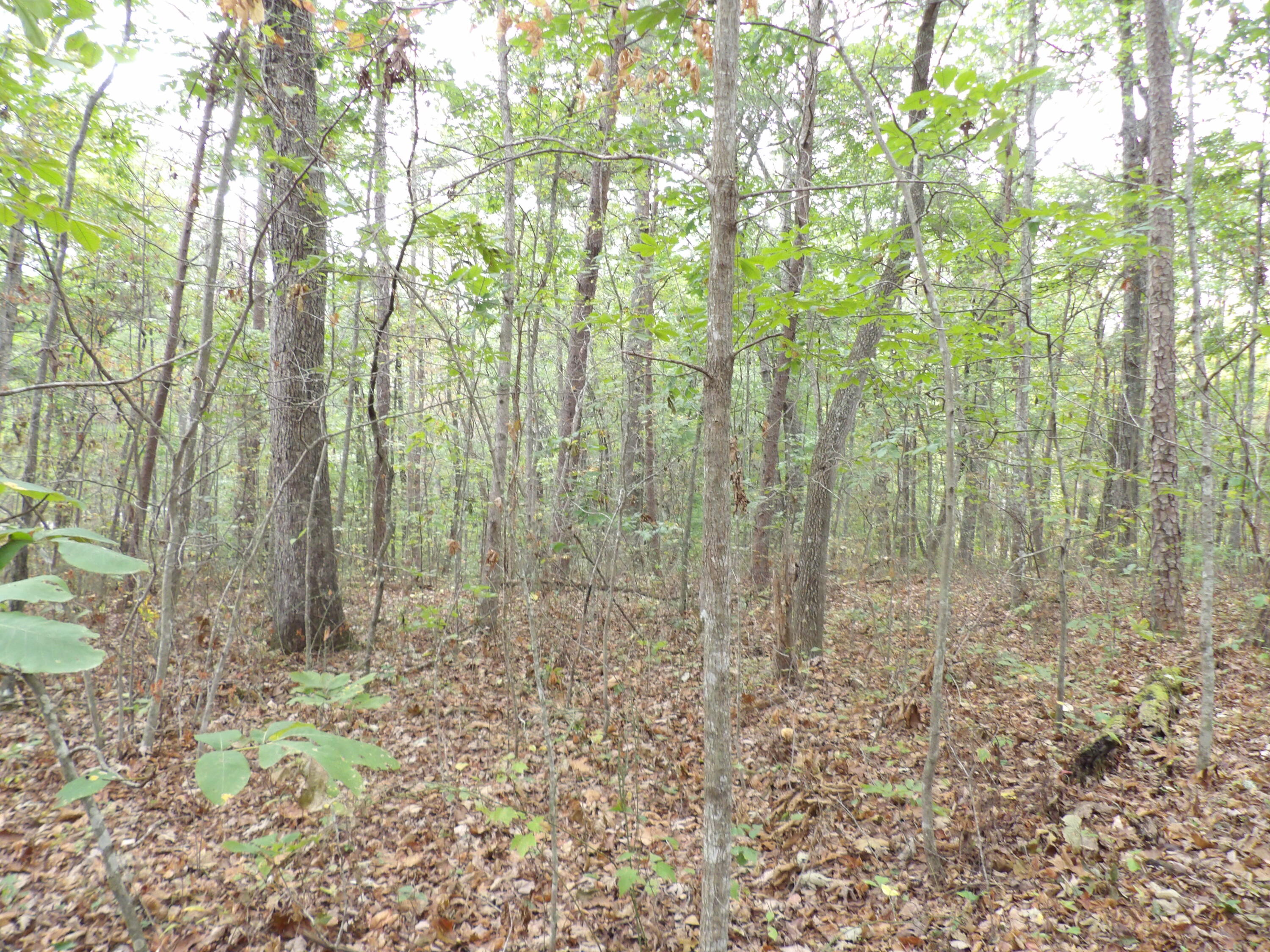 0 Deerhead Road, Unit 1 Dunlap, TN 37327 - Photo 15 of 29 100_0851