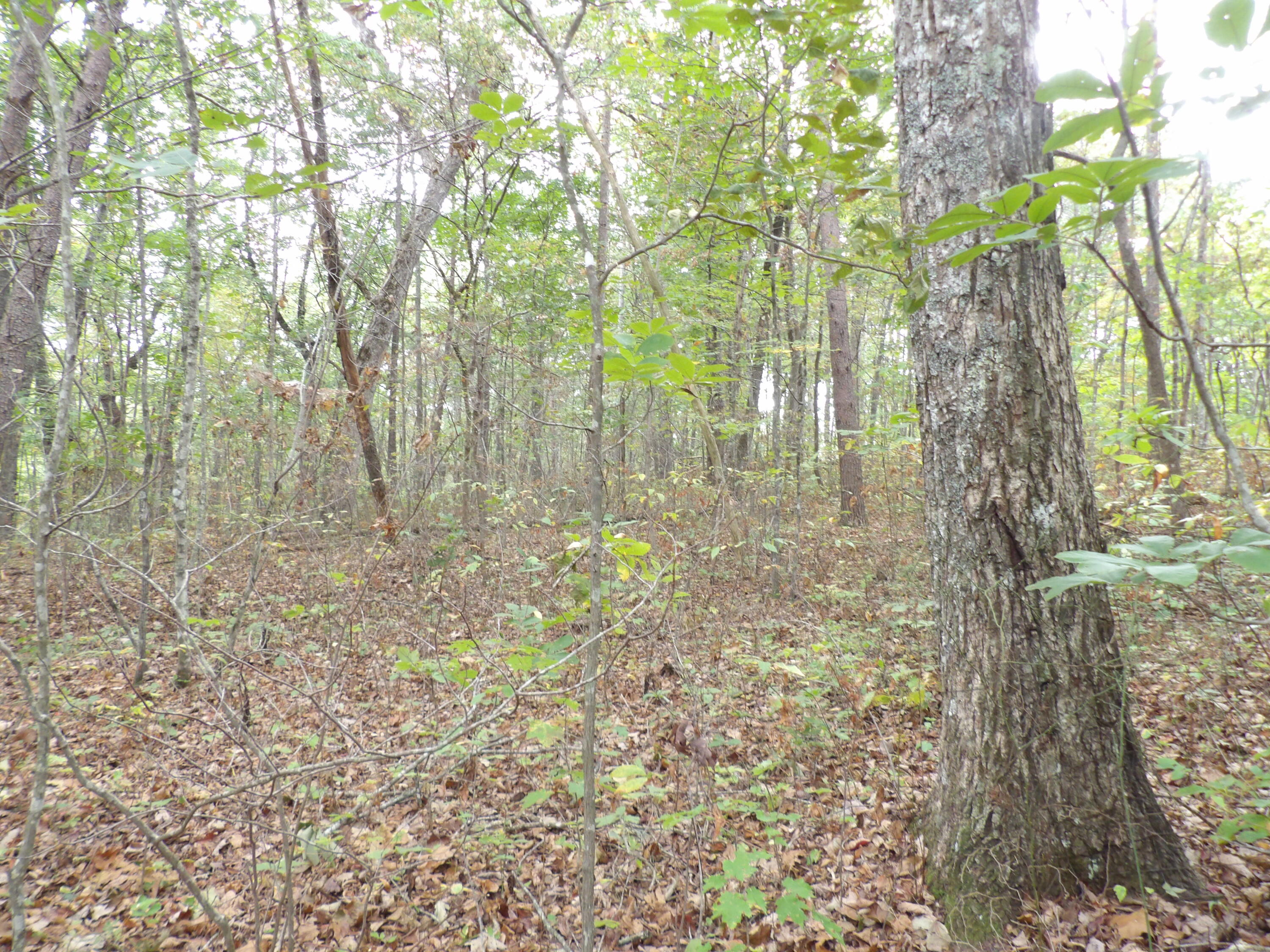 0 Deerhead Road, Unit 1 Dunlap, TN 37327 - Photo 16 of 29 100_0852