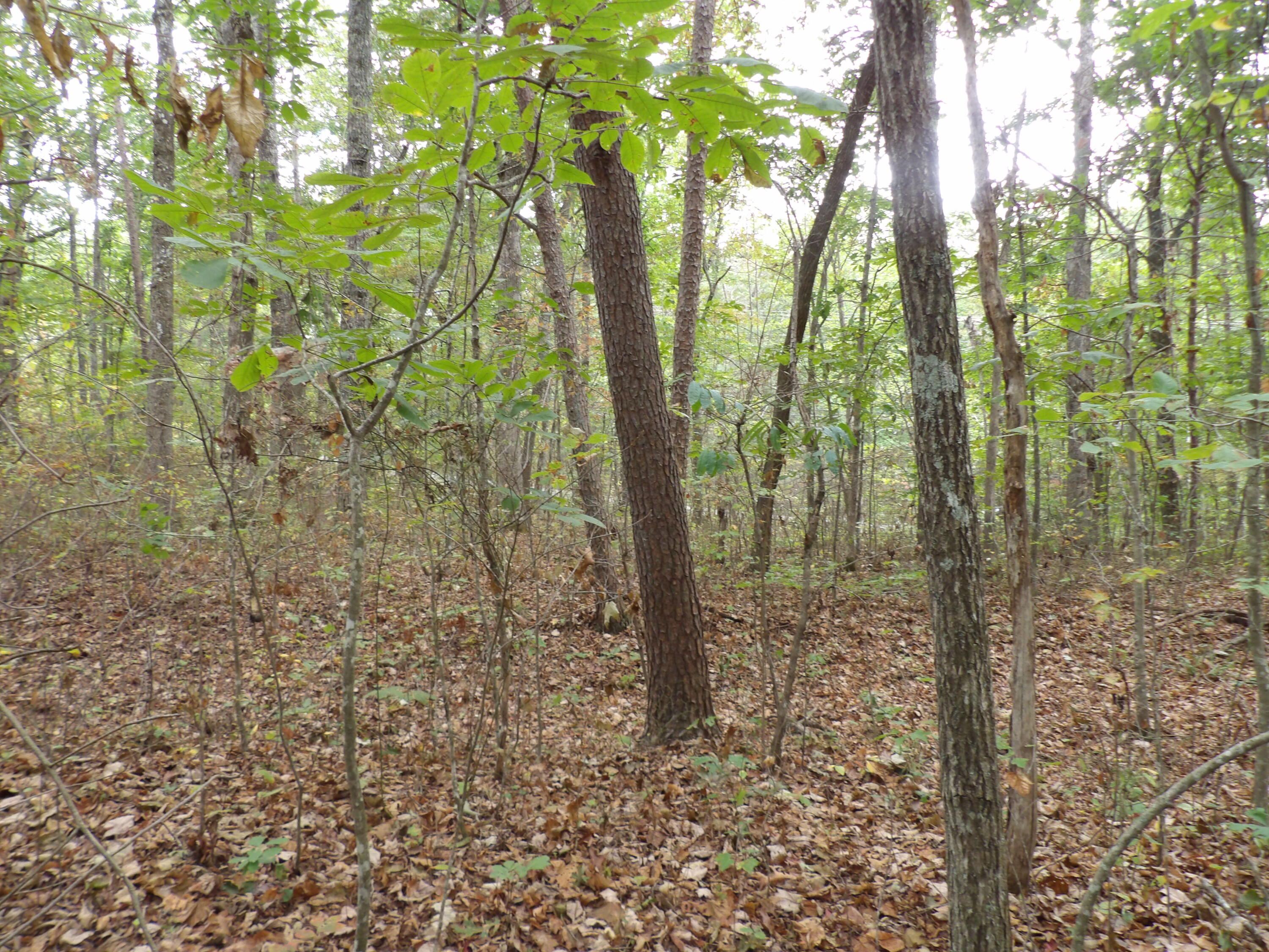 0 Deerhead Road, Unit 1 Dunlap, TN 37327 - Photo 22 of 29 100_0858