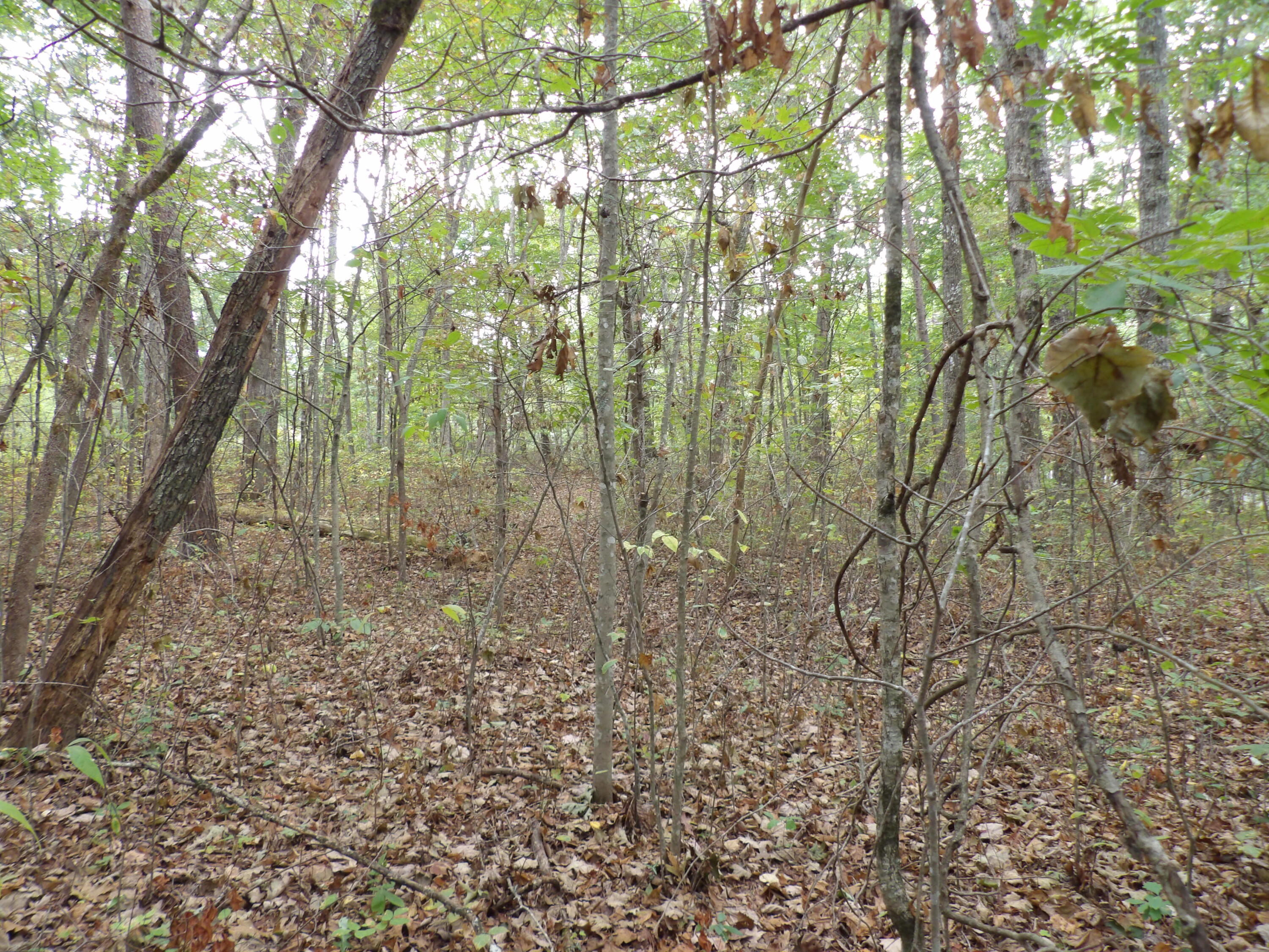 0 Deerhead Road, Unit 1 Dunlap, TN 37327 - Photo 23 of 29 100_0859