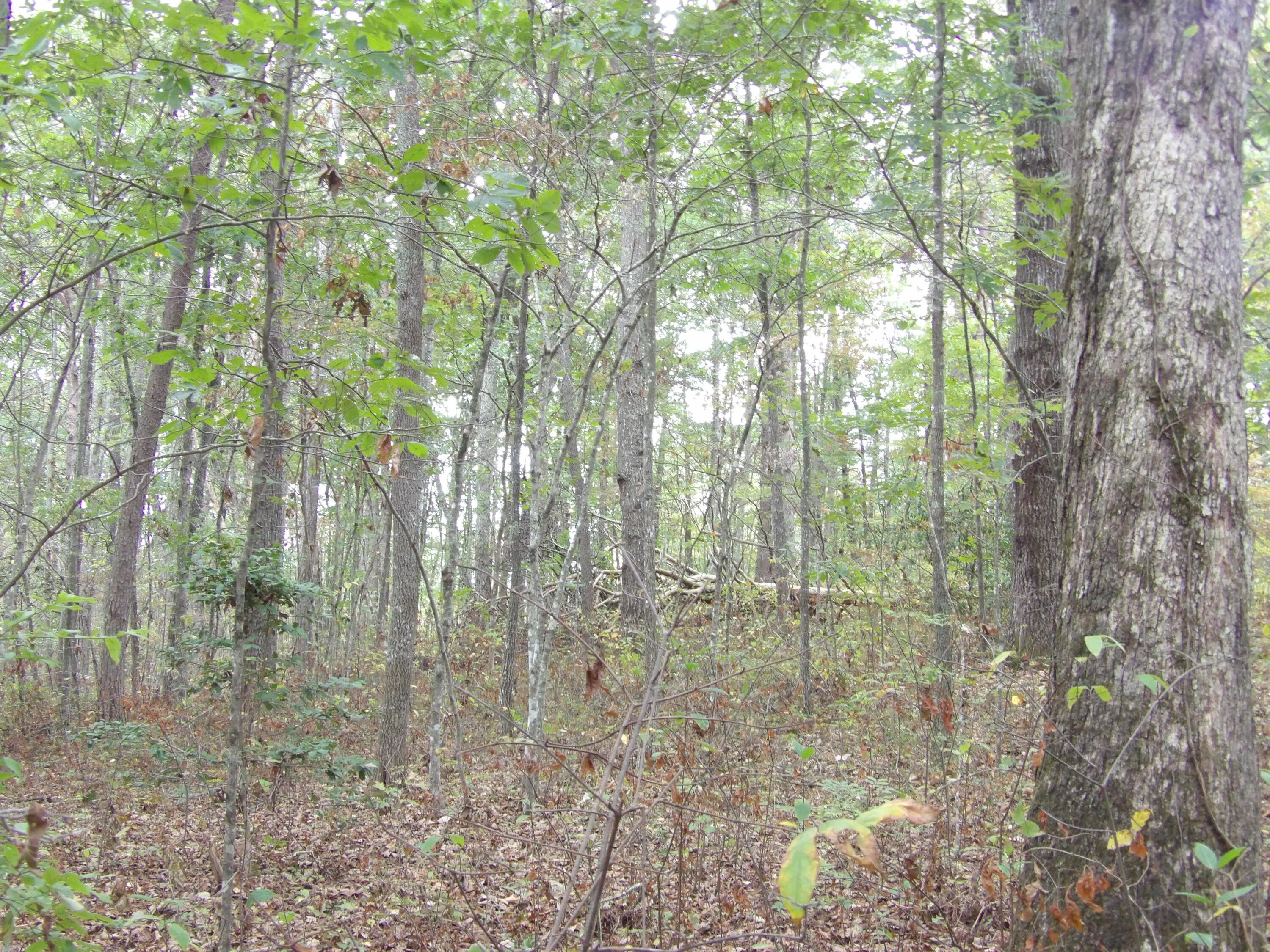 0 Deerhead Road, Unit 1 Dunlap, TN 37327 - Photo 24 of 29 100_0860