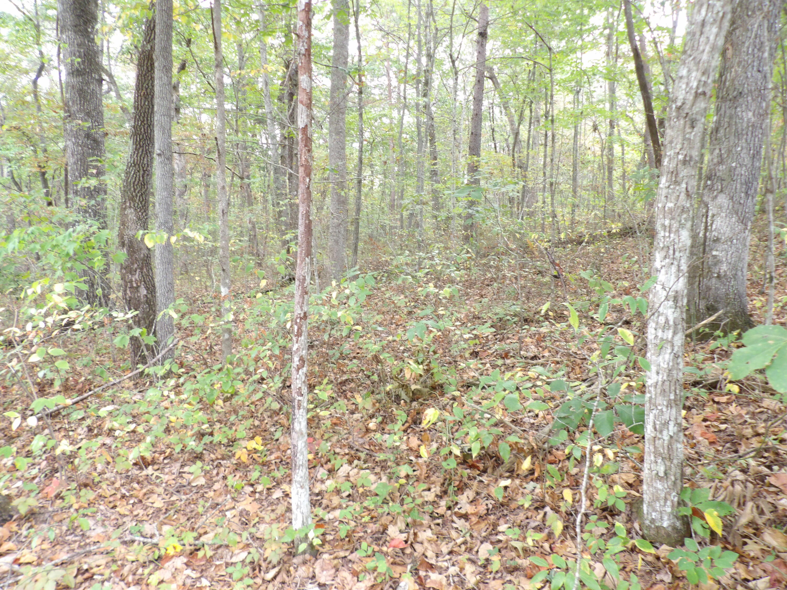 0 Deerhead Road, Unit 1 Dunlap, TN 37327 - Photo 6 of 29 100_0845