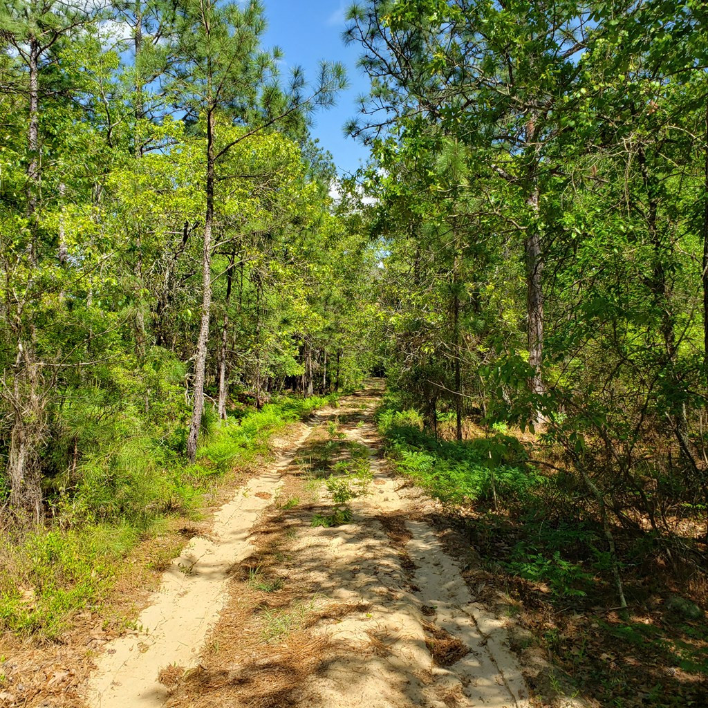 Lot 15 Dairy Road Monetta, SC 29105 - Photo 3 of 10
