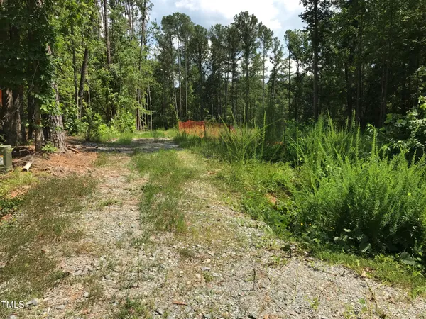 a view of a lush green forest