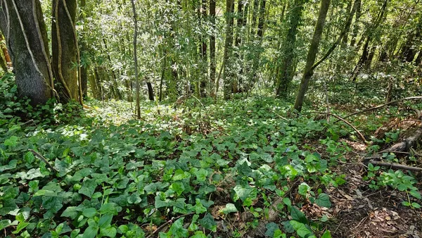 $17,500 | 15953 Riverside (palo Alto) Drive, Guerneville, CA 95446