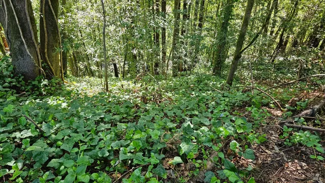 $25,000 | 15953 Riverside (palo Alto) Drive, Guerneville, CA 95446