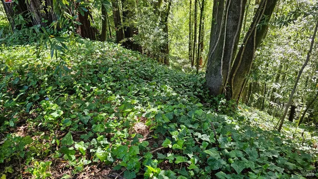 $25,000 | 15953 Riverside (palo Alto) Drive, Guerneville, CA 95446