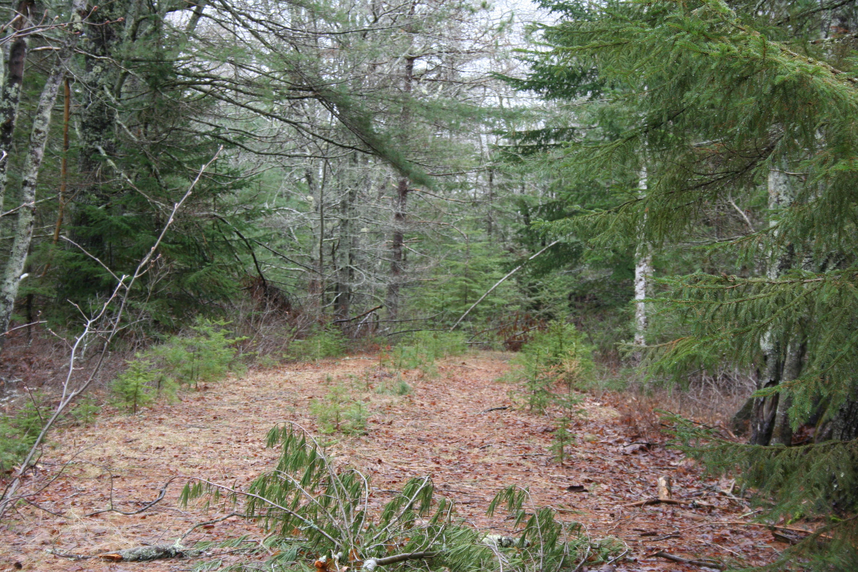 0 Rein Road Spruce Head, ME 04859 - Photo 11 of 11 IMG_4737