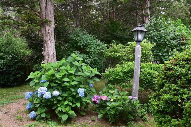 62 Cedar Land Road Orleans, MA 02653 - Photo 21 of 30 a view of flowers in the garden