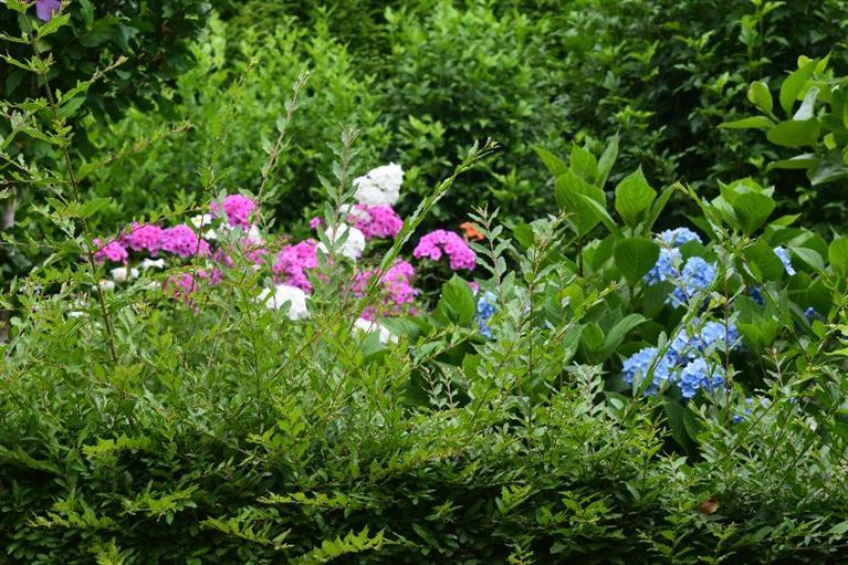 62 Cedar Land Road Orleans, MA 02653 - Photo 23 of 30 a view of a flower in a garden