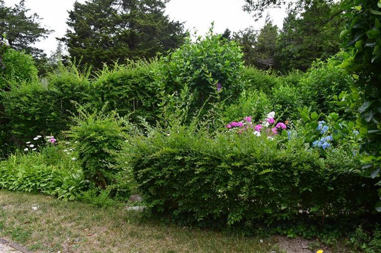 62 Cedar Land Road Orleans, MA 02653 - Photo 24 of 30 a view of a flower in a garden