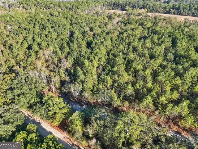 a view of a forest with a tree