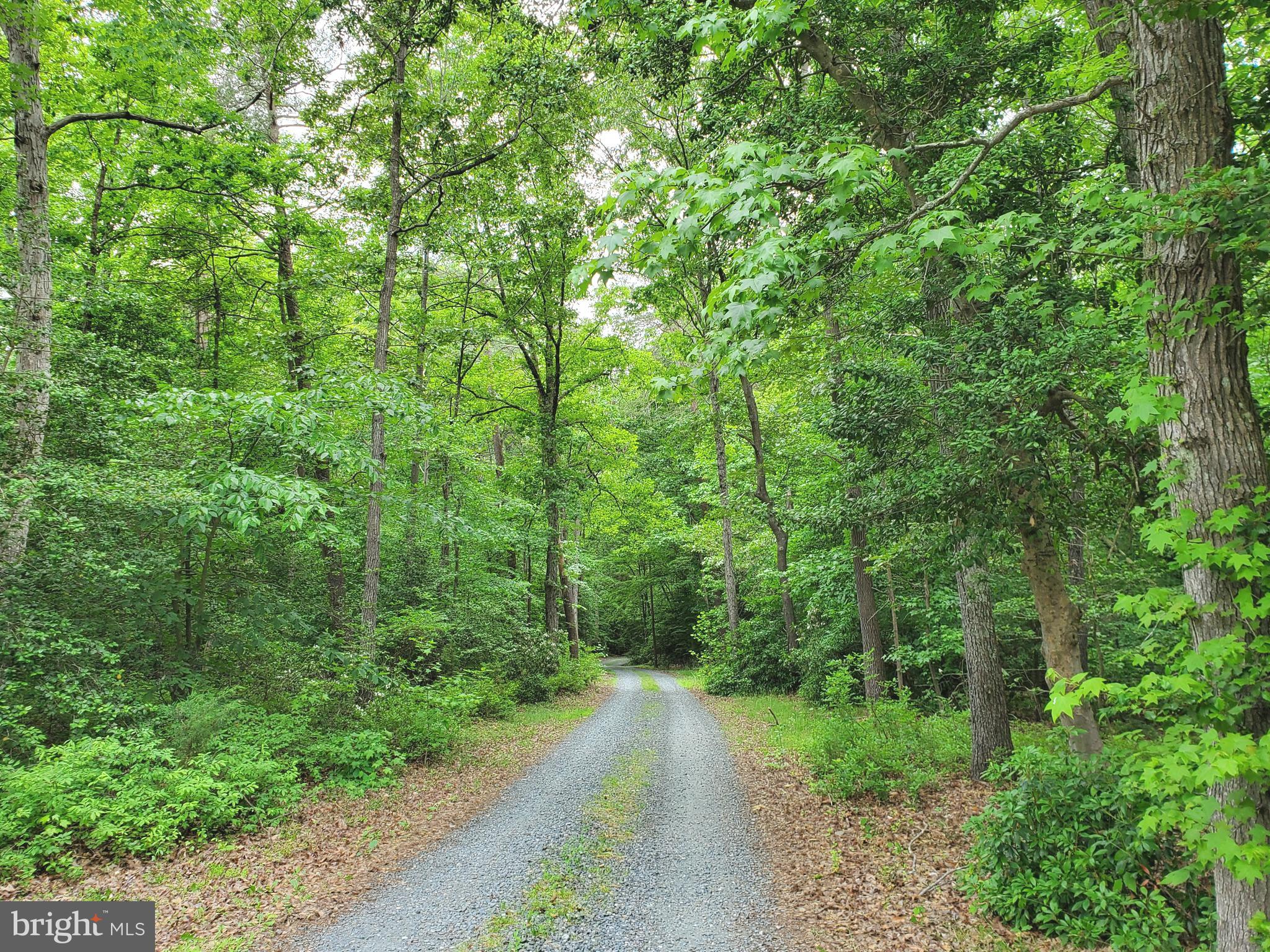 a view of a road with lush green forest