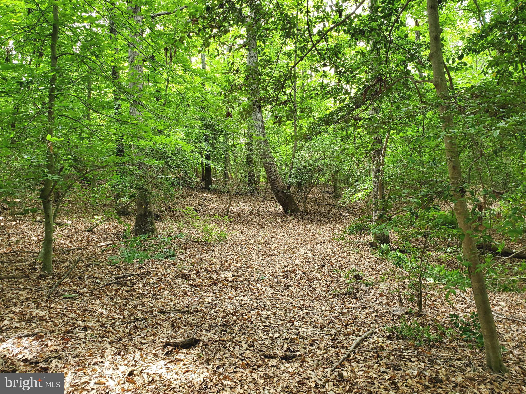 16661 Bald Eagle School Road Brandywine, MD 20613 - Photo 3 of 8 a view of a forest with trees in the background