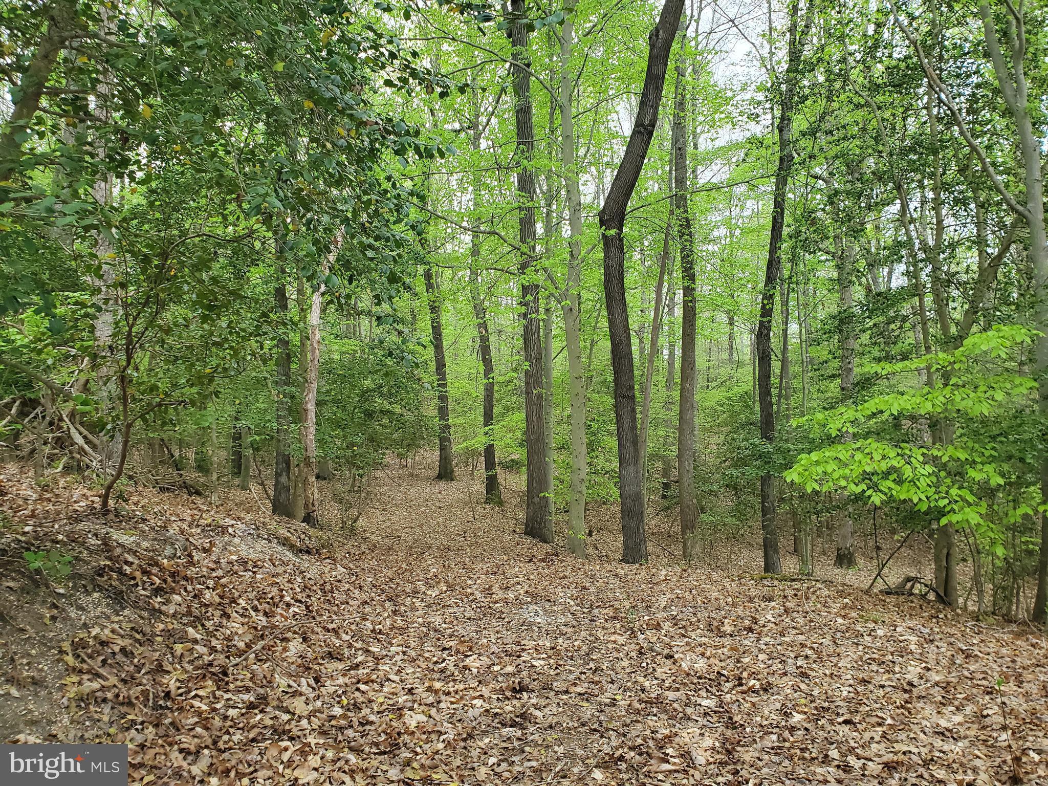 16661 Bald Eagle School Road Brandywine, MD 20613 - Photo 4 of 8 a view of a forest with trees in the background