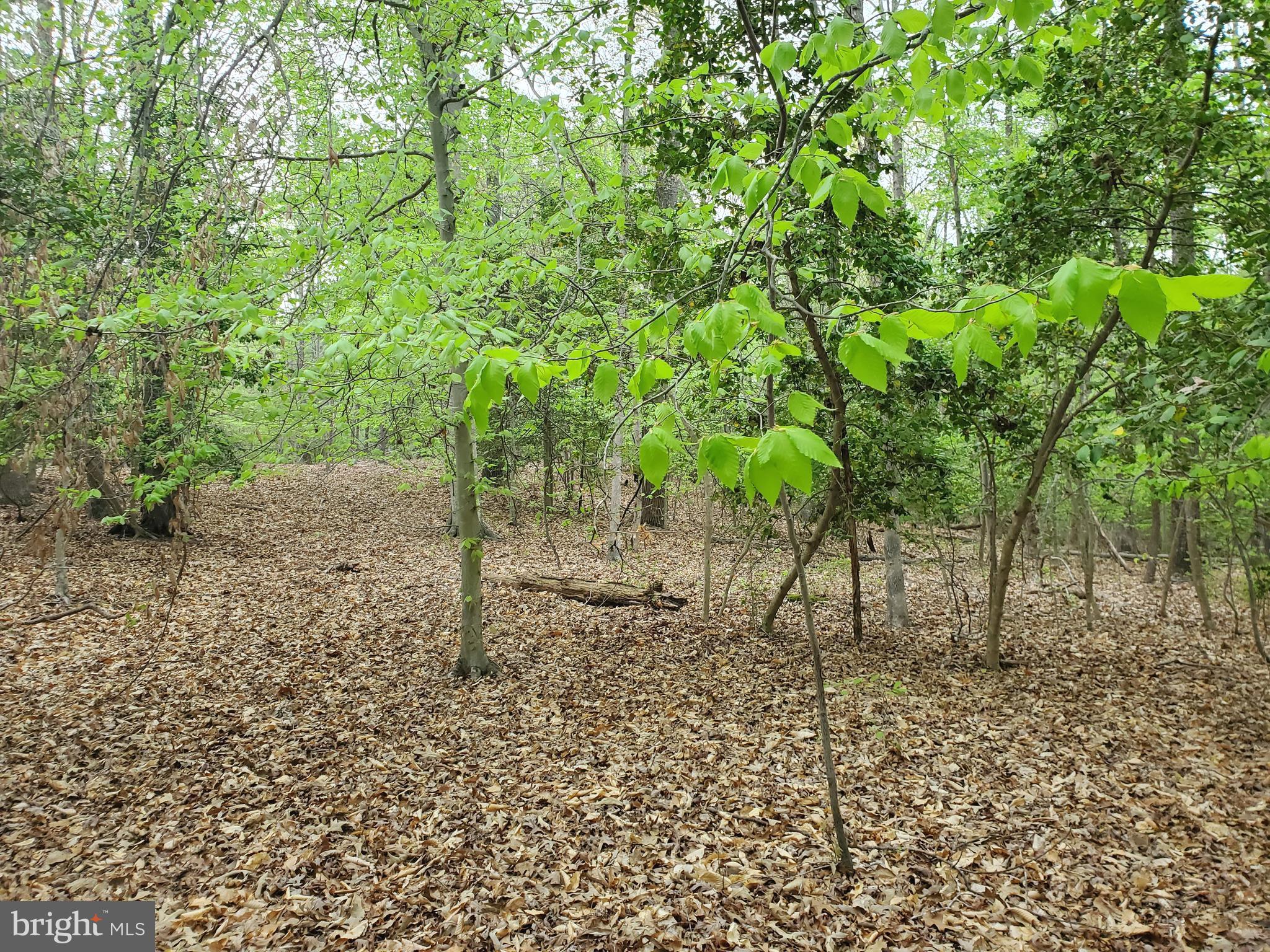 16661 Bald Eagle School Road Brandywine, MD 20613 - Photo 5 of 8 a view of a yard with plants