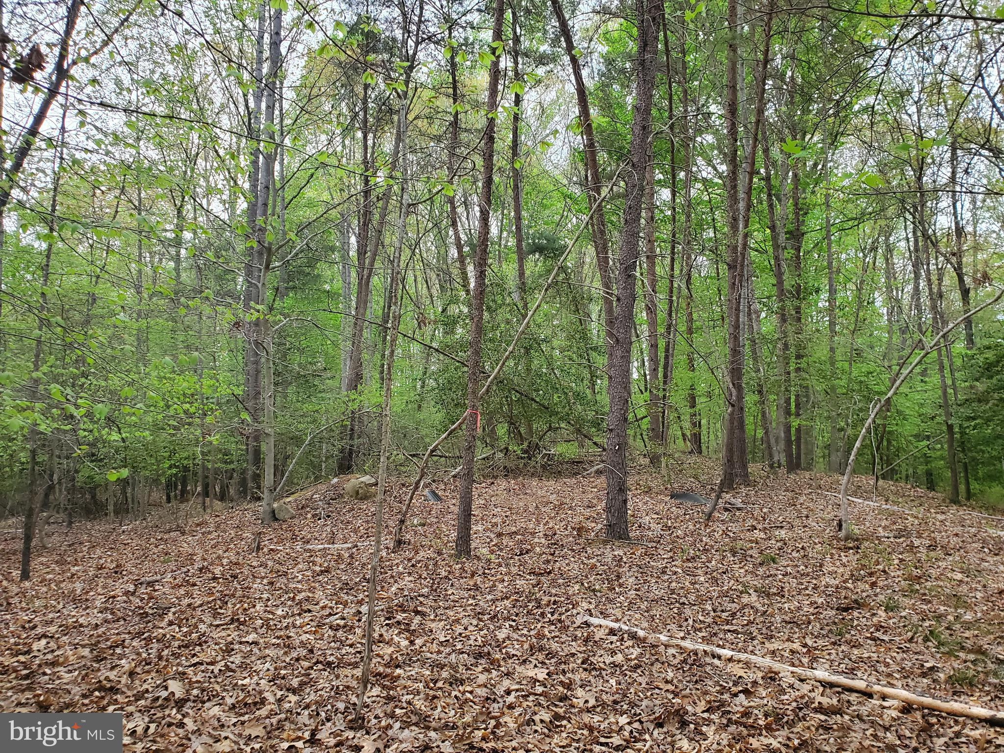 16661 Bald Eagle School Road Brandywine, MD 20613 - Photo 6 of 8 a view of outdoor space with lots of trees