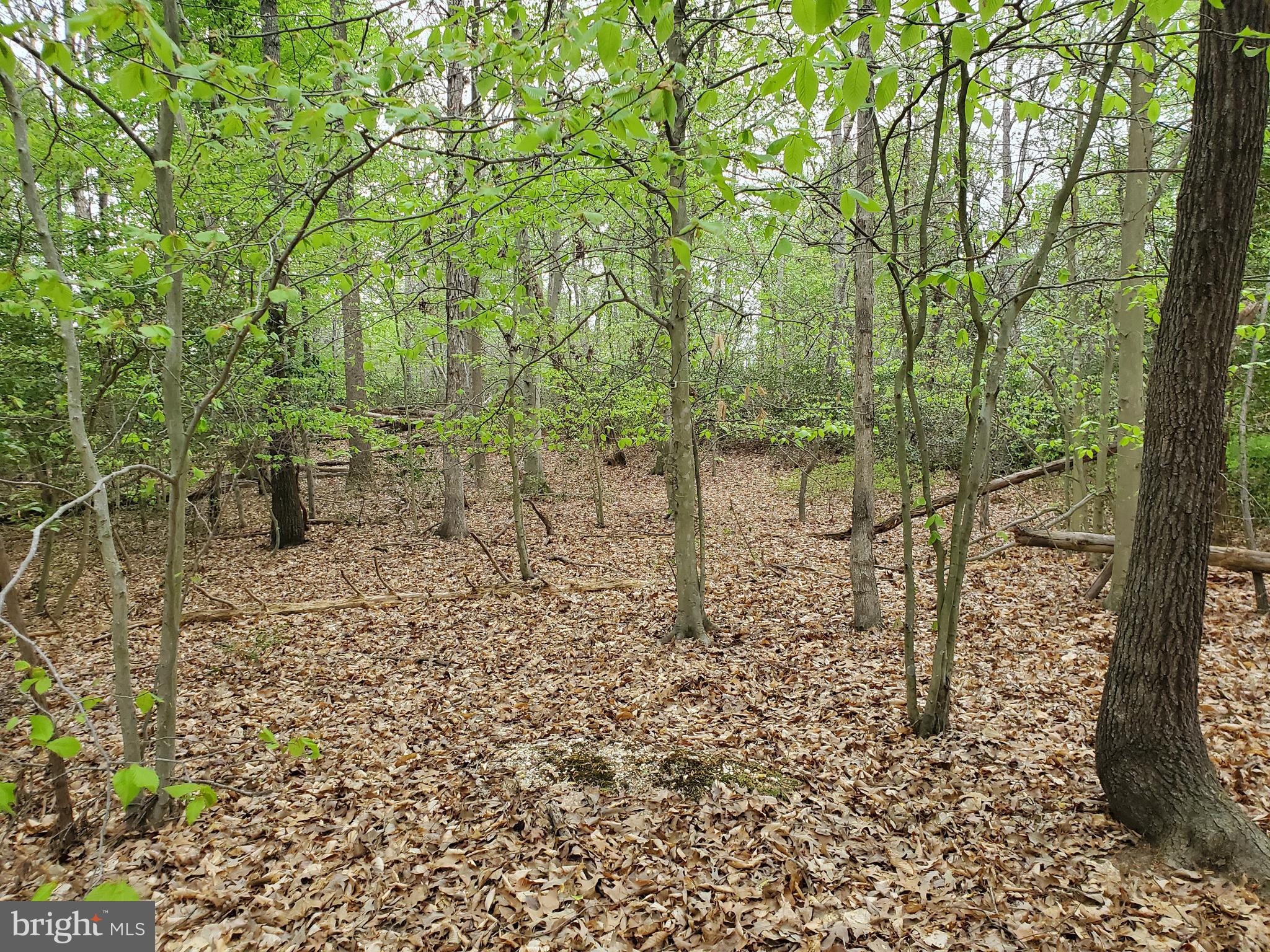 16661 Bald Eagle School Road Brandywine, MD 20613 - Photo 7 of 8 a backyard of a house with lots of green space