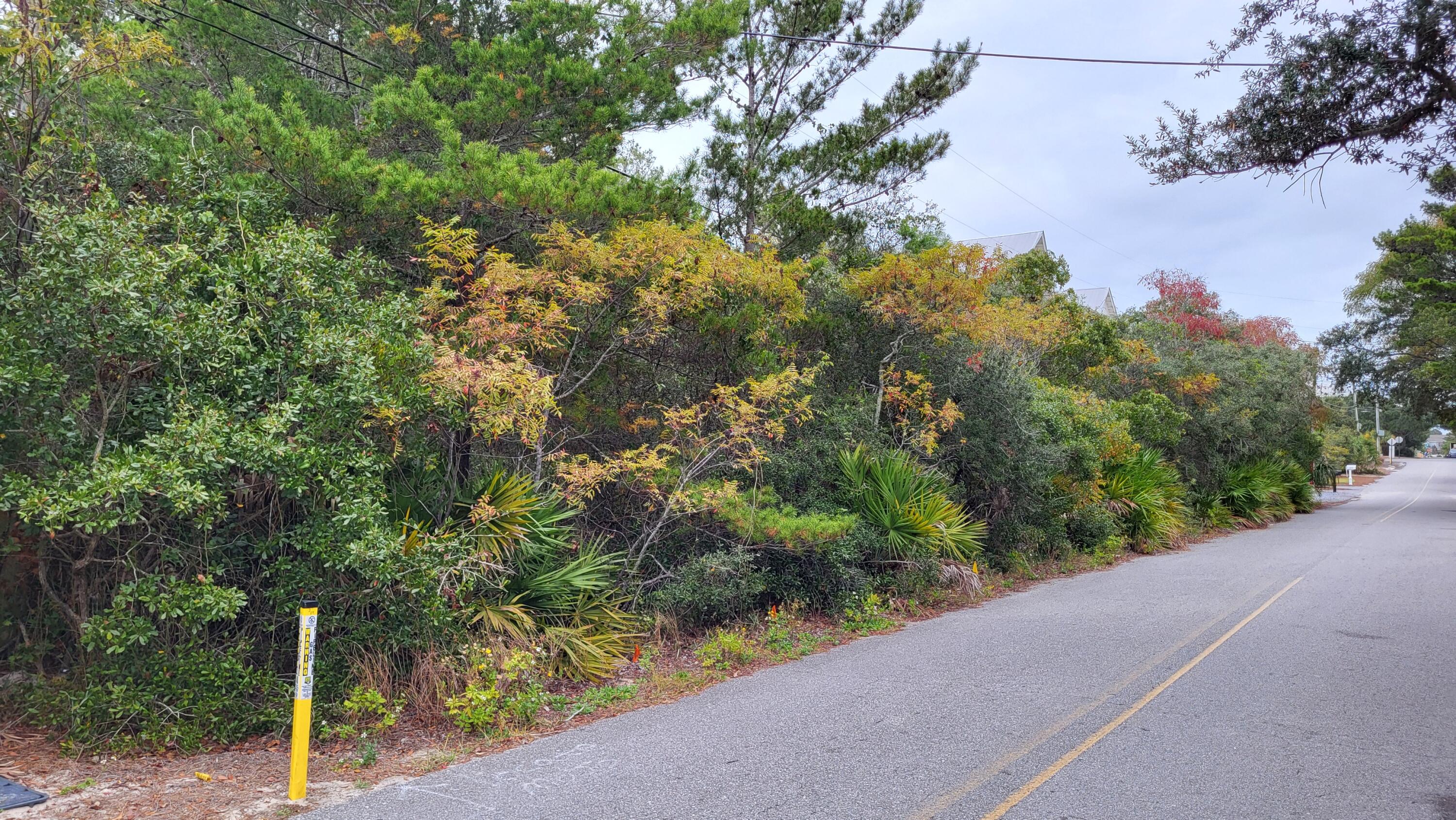 0 Walton Rose Ln Inlet Beach Inlet Beach, FL 32461 - Photo 18 of 49 a view of a garden with plants