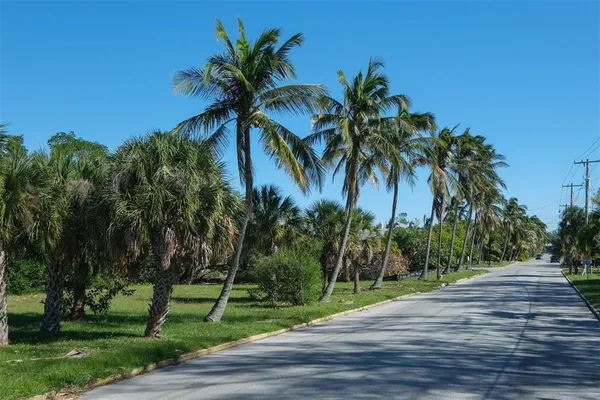 a view of a yard and palm trees