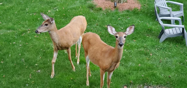 $1,750 | 3361 Woodland Drive, Tobyhanna, PA 18466