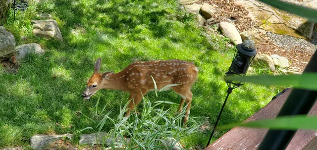 $1,750 | 3361 Woodland Drive, Tobyhanna, PA 18466