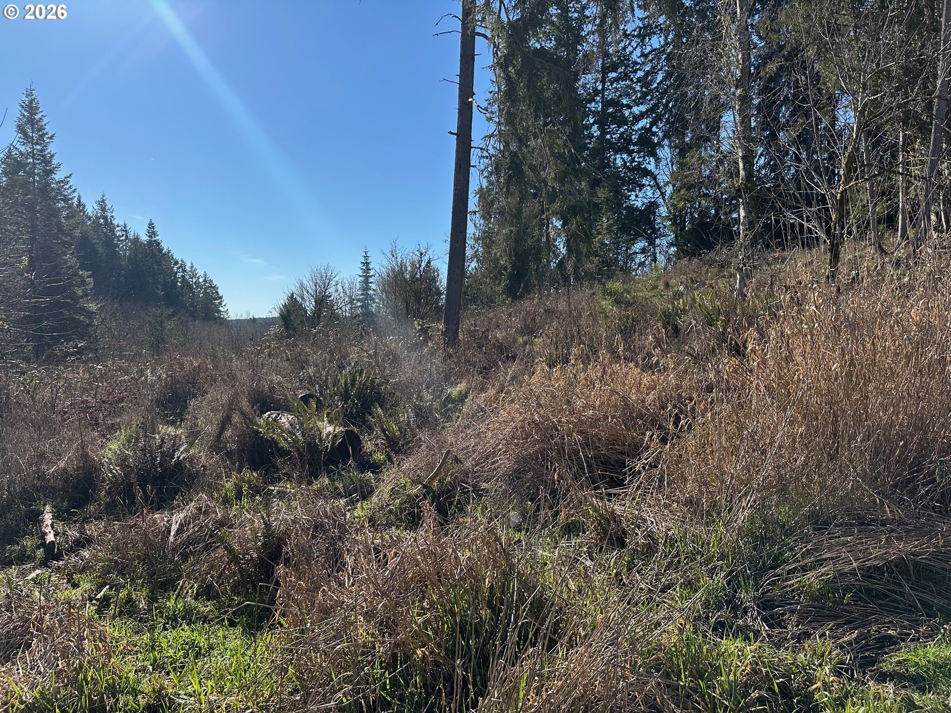 165 East G Street Vernonia, OR 97064 - Photo 5 of 9