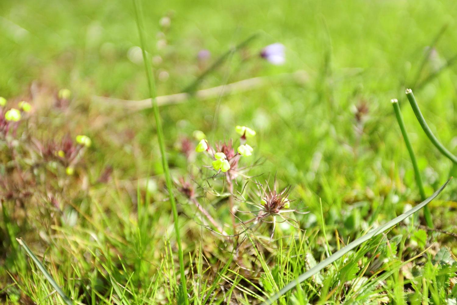 11750 North Wimer Road Linden, CA 95236 - Photo 5 of 69