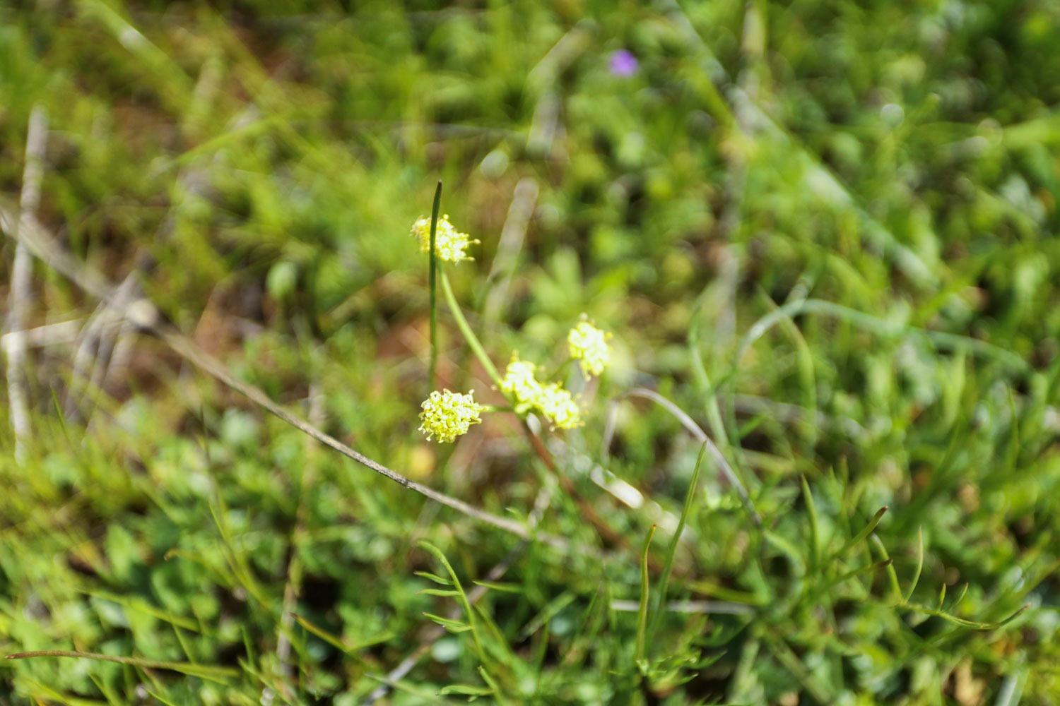 11750 North Wimer Road Linden, CA 95236 - Photo 10 of 69 a view of a tree