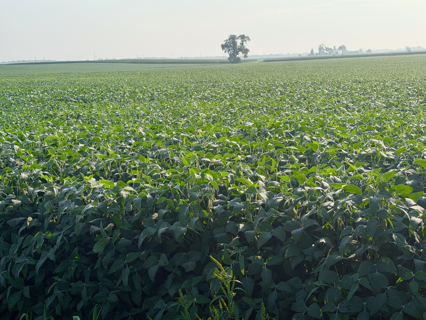 0 North 24th Road Marseilles, IL 61341 - Photo 27 of 37 Gallery Image 27