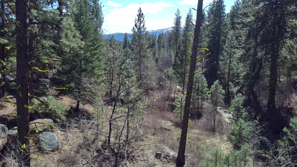 Tbd Tbd Point Lane Cascade, ID 83611 - Photo 7 of 13 Lots of trees