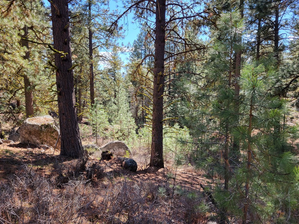 Tbd Tbd Point Lane Cascade, ID 83611 - Photo 9 of 13 So much to explore