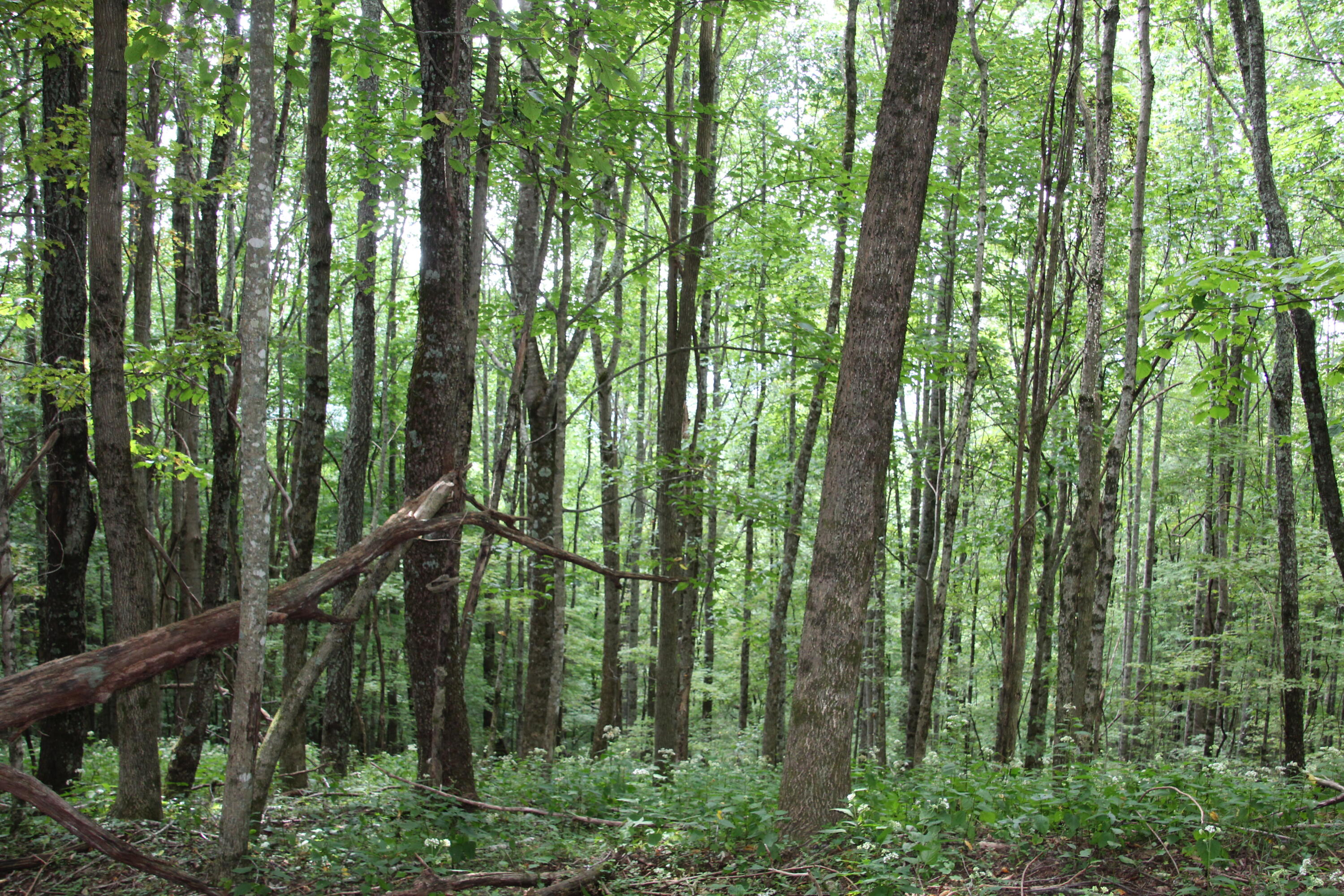 0 Greer Road Mountain City, TN 37683 - Photo 11 of 13 NO RESTRICTIONS & 15.36 ACRES