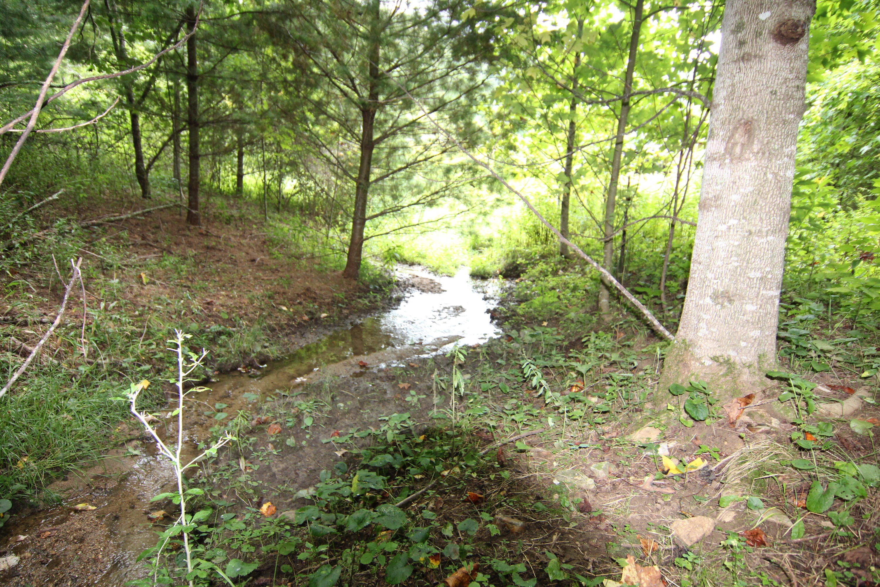 0 Greer Road Mountain City, TN 37683 - Photo 12 of 13 SEVERAL CREEKS!