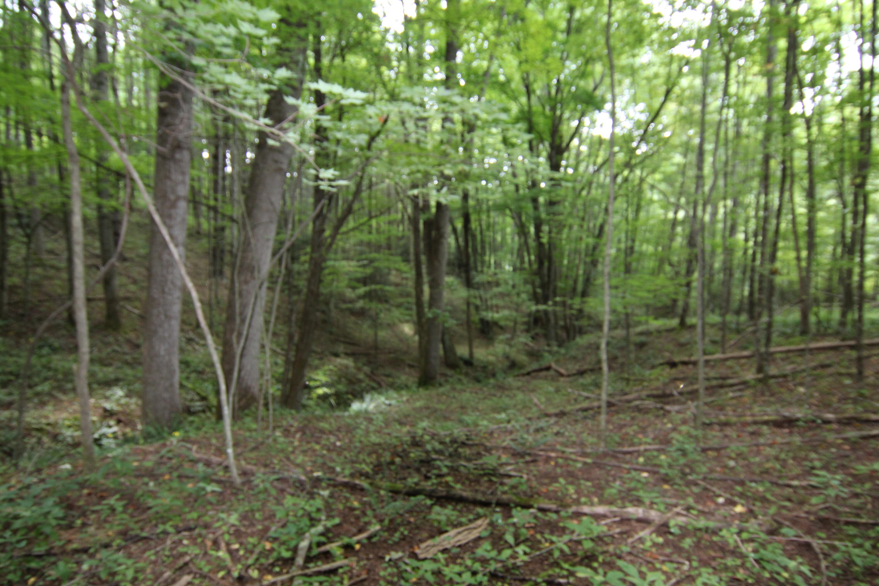 0 Greer Road Mountain City, TN 37683 - Photo 13 of 13 FOUR WHEELER TRAILS