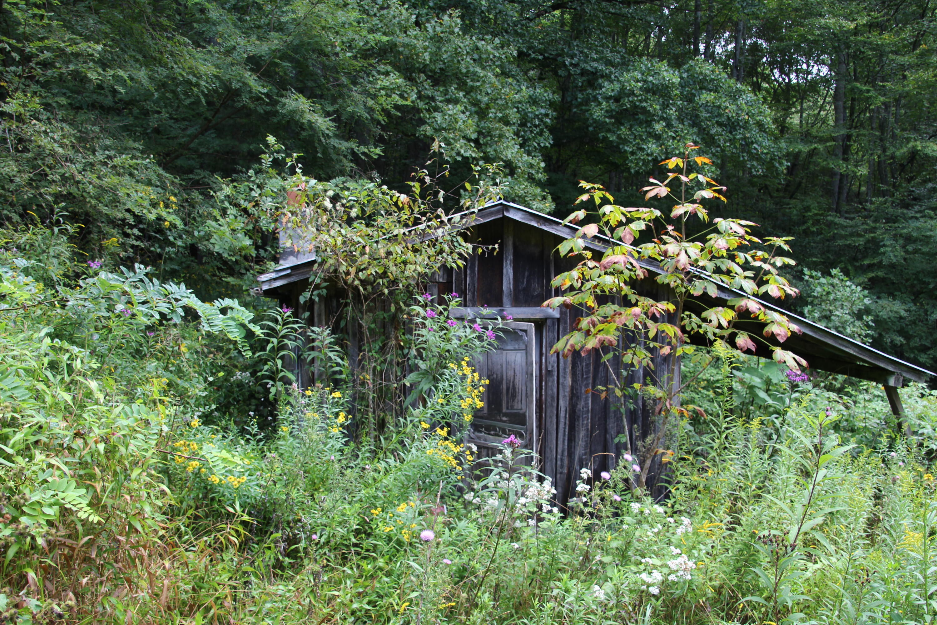 OLD CABIN ON PROPERTY