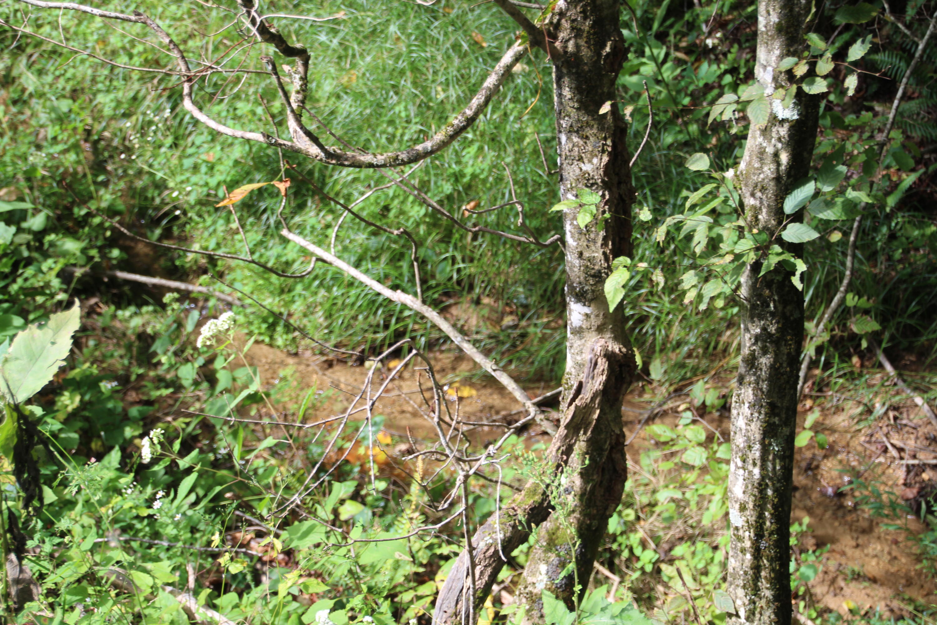 HIKING TRAILS