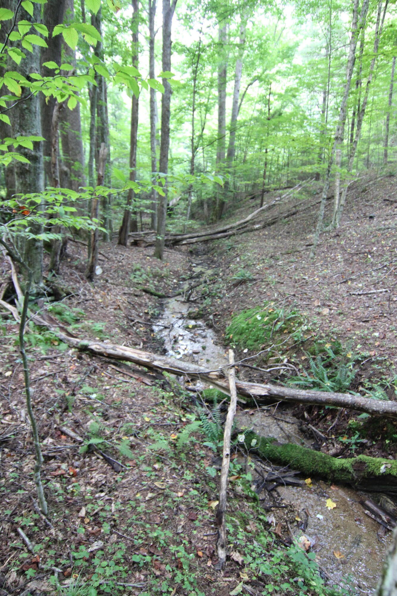 0 Greer Road Mountain City, TN 37683 - Photo 9 of 13 SPRING