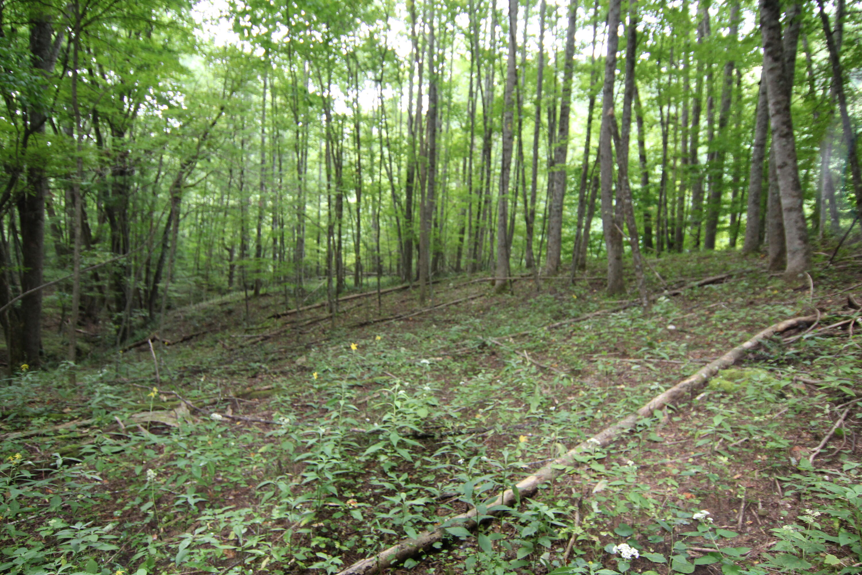 0 Greer Road Mountain City, TN 37683 - Photo 10 of 13 LOTS OF TREES FOR PRIVACY