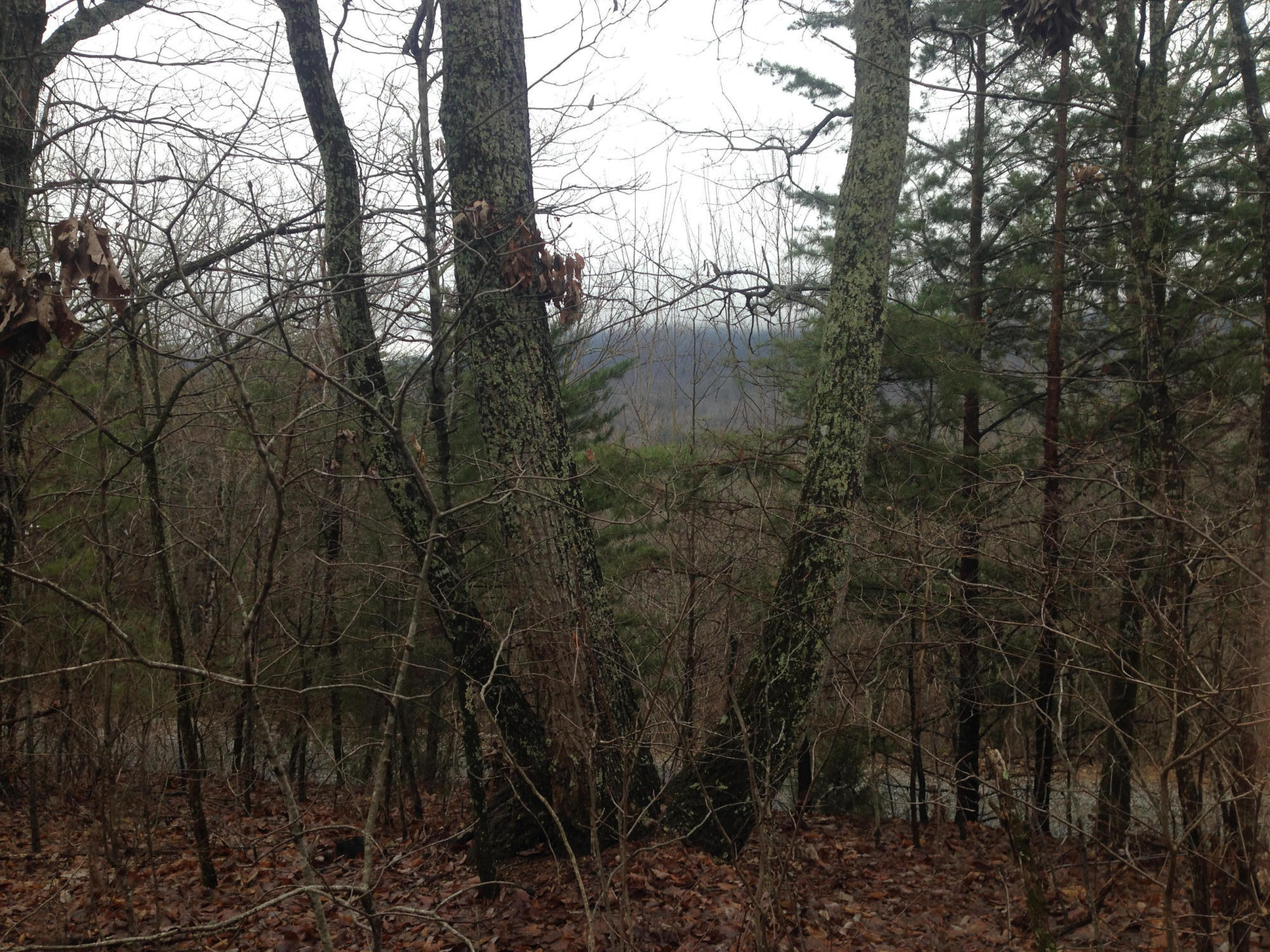 Chestnut ridge