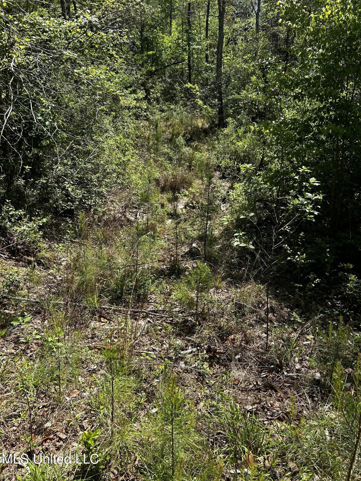 92.4-acres Crossroads-Merrill Road Lucedale, MS 39452 - Photo 4 of 8 IMG_2223