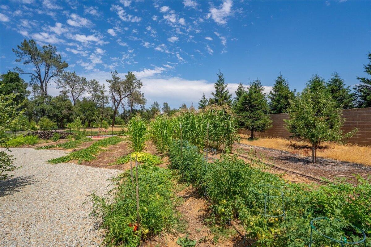19580 Mockingbird Lane Redding, CA 96002 - Photo 145 of 216 a view of a yard with an trees