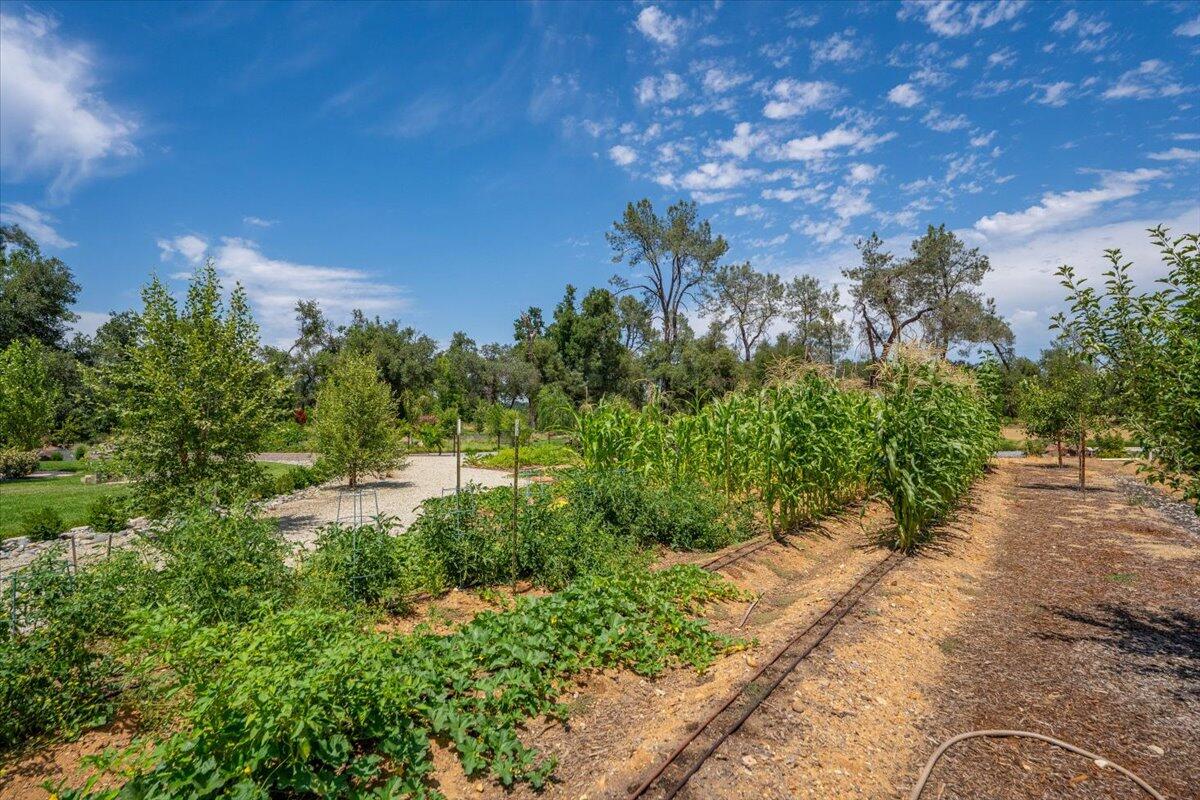 19580 Mockingbird Lane Redding, CA 96002 - Photo 146 of 216 a view of a yard with plants and a building