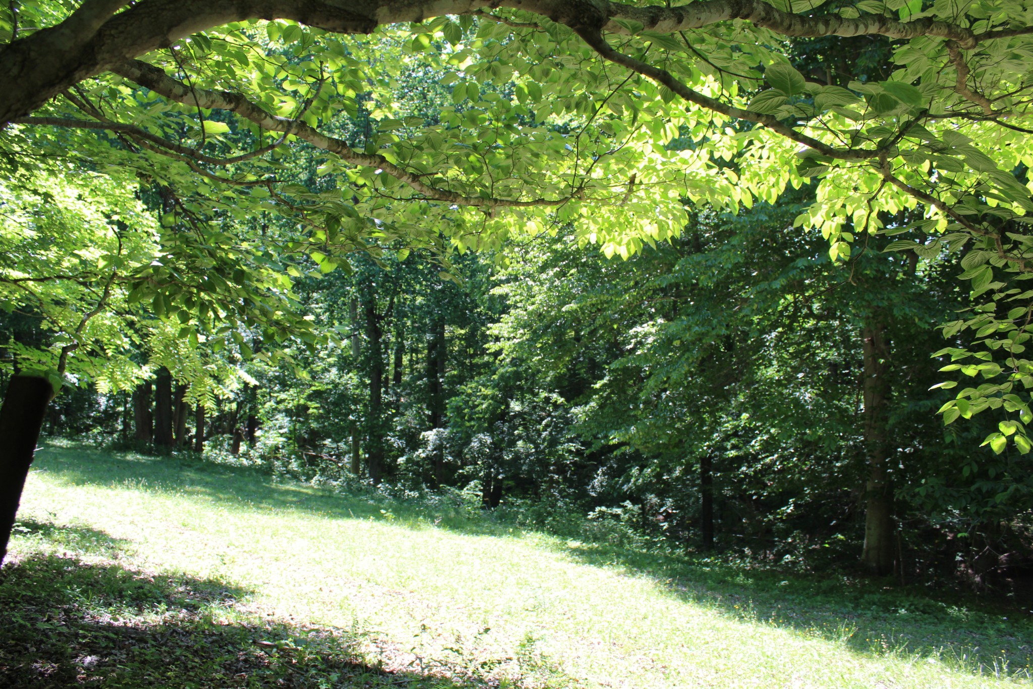 0 Hall Road Greenbrier, TN 37073 - Photo 19 of 28 a view of a yard with a tree